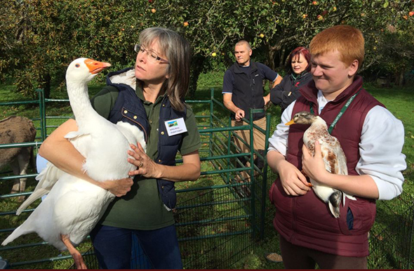 Swans at the Apple Festival