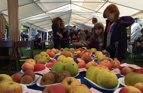 Varities of apples on display