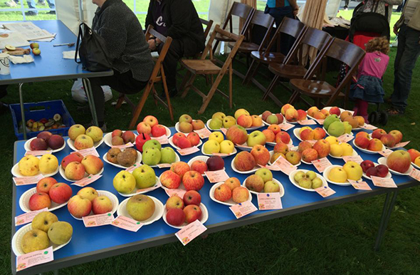 apple tasting at the apple festival